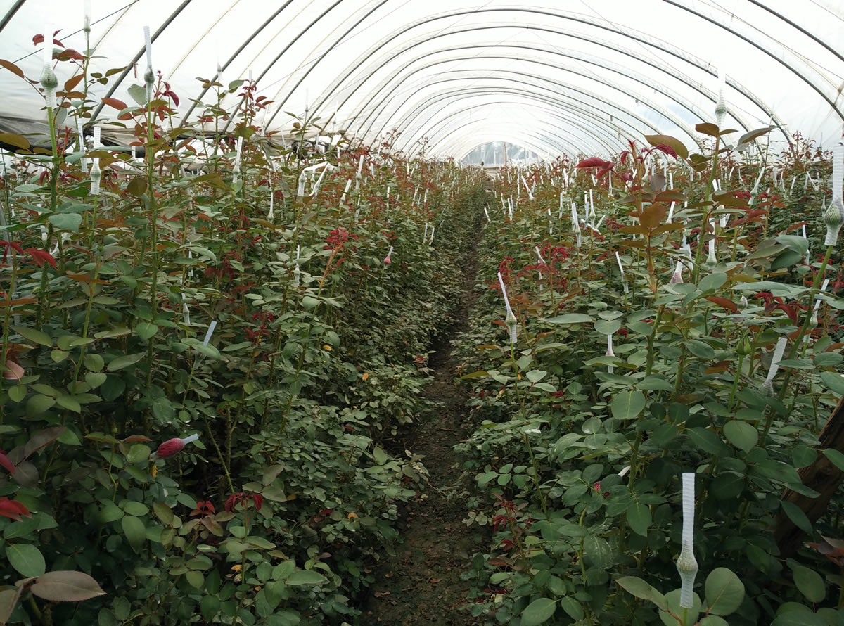 光稳定剂在汽车塑料件中的关键作用:天罡508与778的卓越表现